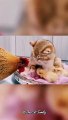This is my child Stay away from my child | Cute Cat Funny | Cute Cats #shorts