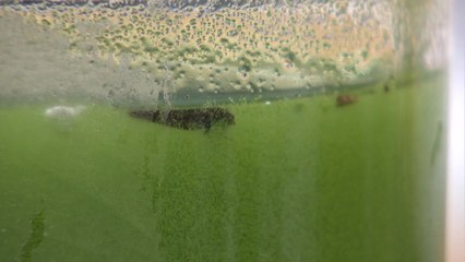 "낙동강 녹조 독소, 3.7km 떨어진 아파트에서 검출"...수문 개방해야 / YTN