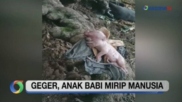 OKEZONE UPDATES: Geger! Anak Babi Mirip Manusia hingga