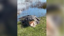 Watch: ‘14-foot Croczilla’ bares teeth inches away from Florida woman
