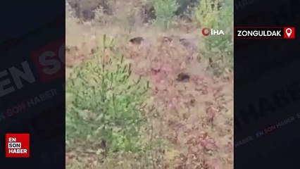 Zonguldak'ta domuz sürüsü fırtınadan böyle kaçtı