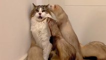 Cat Loves To Wrestle With His 5 Ferret Siblings