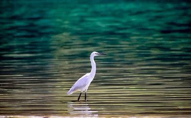 Dreams Of Rive Music | English Music | English Song