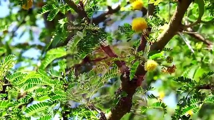 Grandes y pequeñas cosas del campo | Conexión Milenio