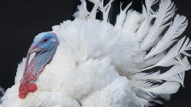 ¿Cuál es el origen de la fiesta de Acción de Gracias que se celebra este jueves en Estados Unidos?