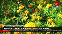 Llegada de la mariposa Monarca a México se retrasó por el cambio climático | Milenio Hábitat