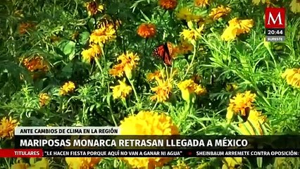 Llegada de la mariposa Monarca a México se retrasó por el cambio climático | Milenio Hábitat
