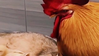 Chicken Be like - What's going on here?  This is my baby | Cute Cat Videos #shorts