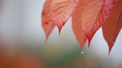 [날씨] 오늘 '소설', 예년보다 온화...밤사이 중서부·전북 약한 비 / YTN