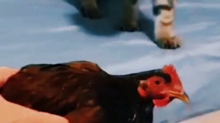 What A Dancer | The cat and the chicken are dancing together | Funny Cat Videos #shorts