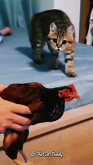 What A Dancer | The cat and the chicken are dancing together | Funny Cat Videos #shorts