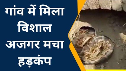 देवरिया: नाली की खुदाई के दौरान मिला विशाल अजगर, मजदूरों में मचा हड़कंप