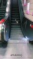 A Very Clever Cat | Enjoying The Elevater | Cute Cat Videos #shorts