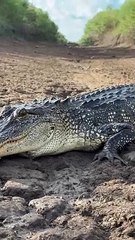 American Alligator Basking In Morning Sun