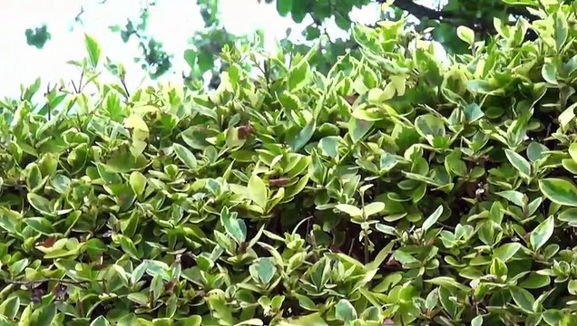 Fils de Garches (2020) - Bande annonce