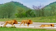 Lions Slowly Creep Up To and Attack Rival