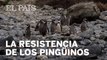MEDIO AMBIENTE | Los pingüinos que han tumbado a dos ministros