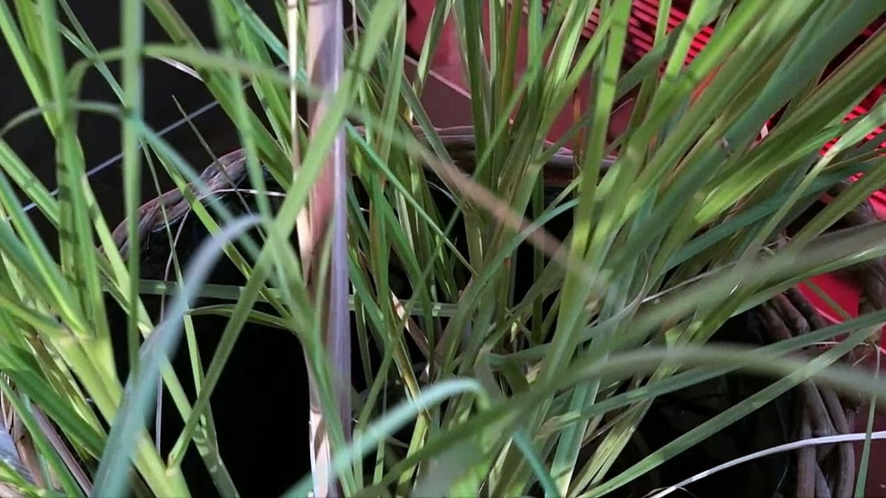 6882  Krissy Rieger C Krankheit