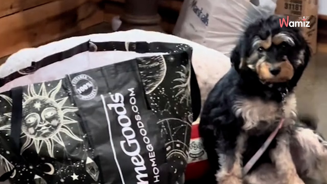 Ils abandonnent leur chien après 2 ans de vie commune : 1,2M de personnes ont le cœur en miettes (vidéo)