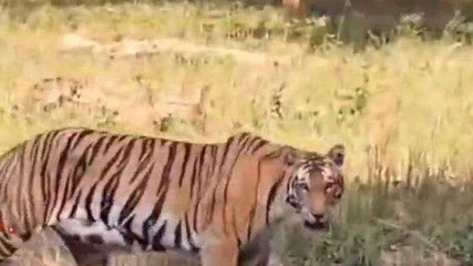 लखीमपुर खीरी: किशनपुर सेंचुरी रेंज में सैलानियों को दिखाई दिया बाघ