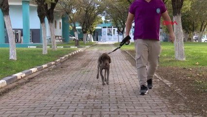 Sokakta terk edilen köpeğe ameliyatla platin takıldı