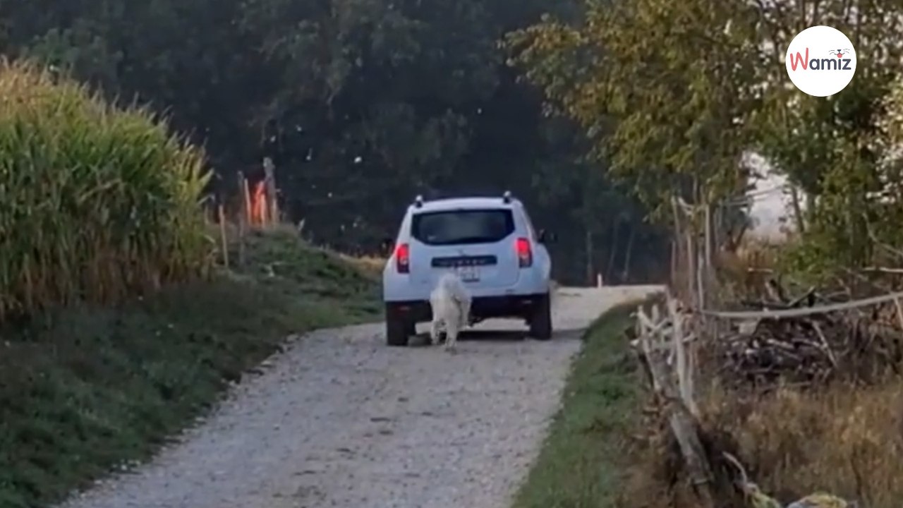 Mann verschanzt sich im Maisfeld, filmt seine Nachbarin und schäumt über vor Wut!
