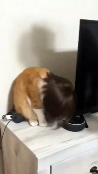 Funny Cats