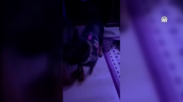 Kargoyla gönderilen uyuşturucuyu narkotik köpeği Daxo tespit etti