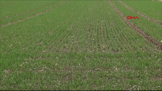 Trakya 10 günde 158 kilo yağış aldı, tarlalar yeşerdi