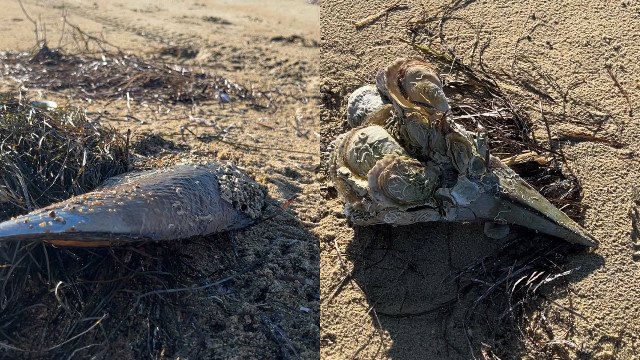 'Müsilaj savaşçısı' pinalar, fırtına sonrası kıyıya vurdu; uzmanından uyarı geldi