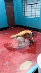 Perrito trapea el suelo y enamora a todos en TikTok