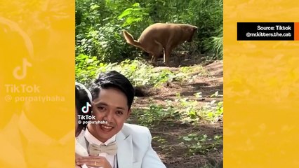 Hauska video: pikkukoira pilaa hääparin täydellisen valokuvan