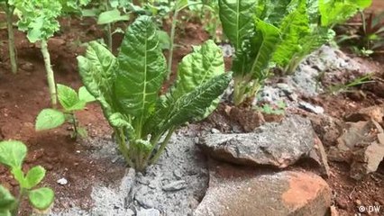 Farmers use ash to combat soil acidity