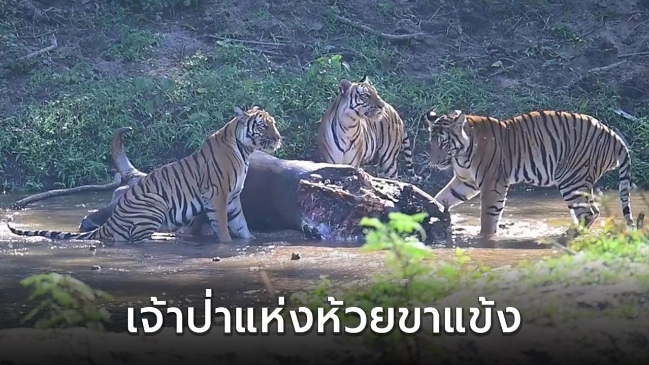 ประทับใจ ! ชมภาพหายาก ครอบครัวเสือโคร่งกินเหยื่อวัวแดง ณ ป่าห้วยขาแข้ง