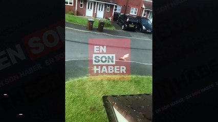 Sokakta güvercin saldırısına uğrayan adamın komik hali kamerada