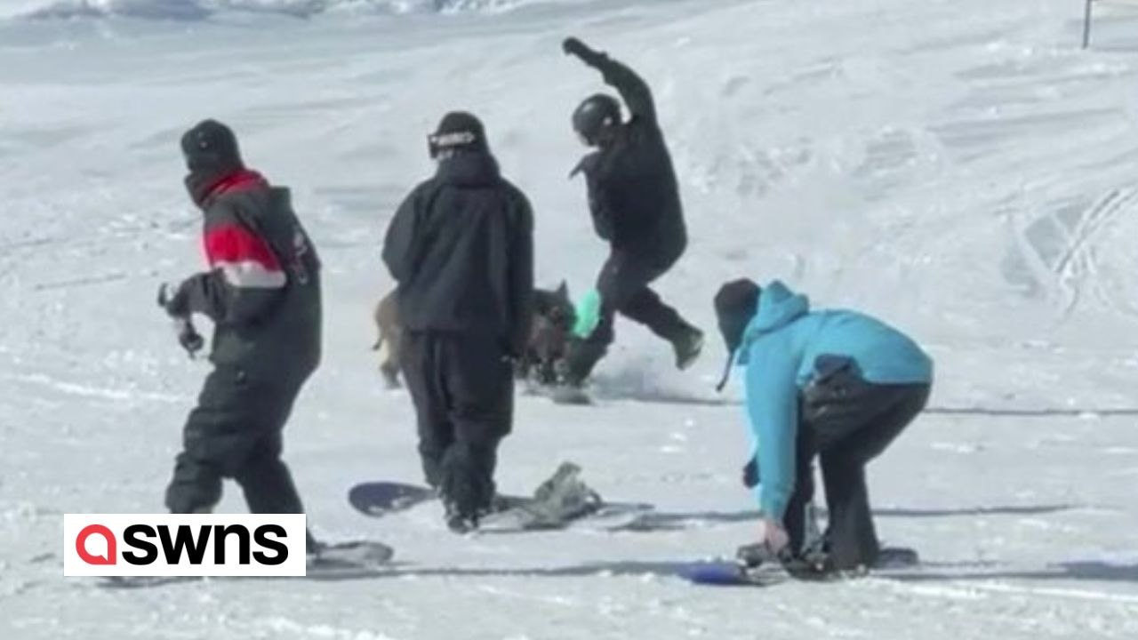 Wildschwein stürmt skipiste hinunter und greift snowboarder an