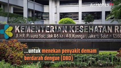 Kumpulan Fakta Nyamuk Wolbachia yang Disebar di 5 Kota Indonesia | SINAU