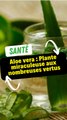 Aloe vera : Plante miraculeuse aux nombreuses vertus