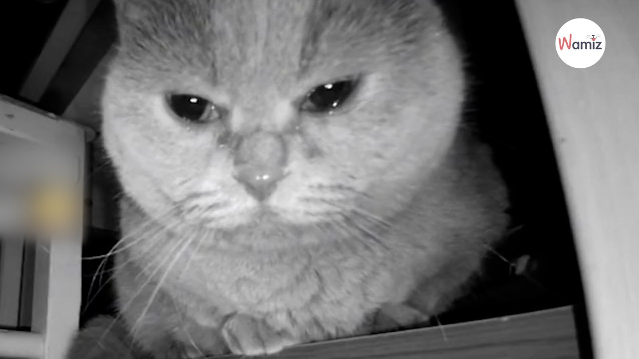 Katze steht nachts um 3 auf: Was sie tut, bricht 24 Millionen Menschen das Herz!