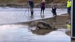 Seal pups Jack Black,Owen Wilson and Judi Dench being released back into the wild