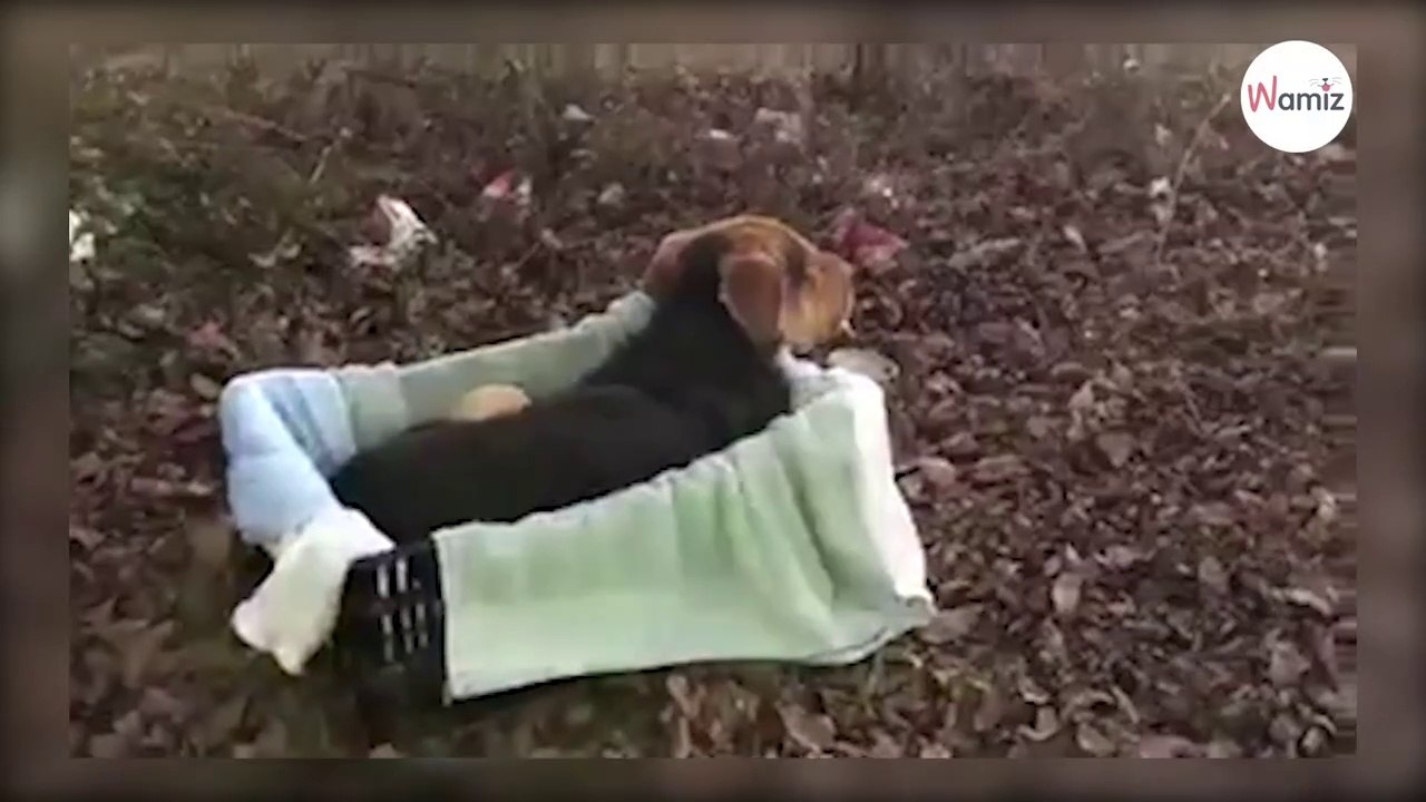 Im Wald sitzt ein Hund in der Kiste: Beim Näherkommen liegen alle Nerven blank!
