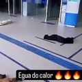 Cães abrigam-se do calor intenso em banco com ar condicionado do Brasil