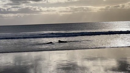 Seal pups Jack Black,Owen Wilson and Judi Dench being released back into the wild