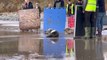 Seal pups Jack Black,Owen Wilson and Judi Dench being released back into the wild