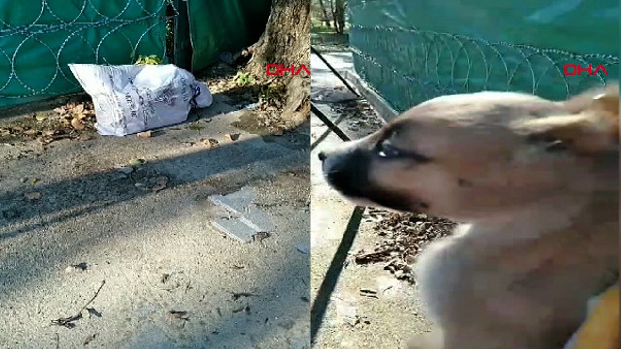 Ağzı bağlı çuvalda kulakları ve kuyruğu kesilmiş yavru köepk bulundu