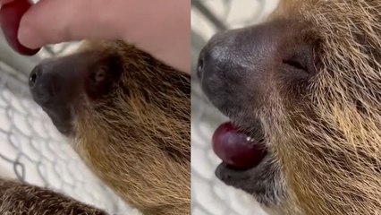 Sleepy Sloth Can’t Seem To Stay Awake