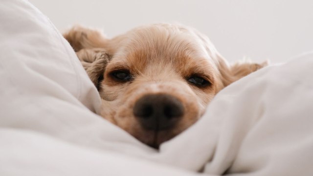 Un nouveau défi tendance sur TikTok : le sommeil dans un panier pour chien fait fureur sur le réseau social !