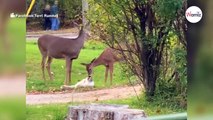 Video vin Rehen geht viral: Haben sie das tatsächlich getan?