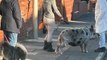 North west news update 22 Nov 2023: Woman spotted walking her pet pig