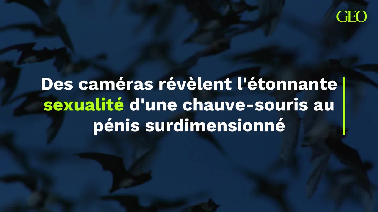L’étonnante sexualité d’une chauve-souris au pé...